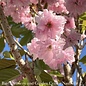 #15 Prunus ser Kwanzan/ Double Pink Flowering Cherry
