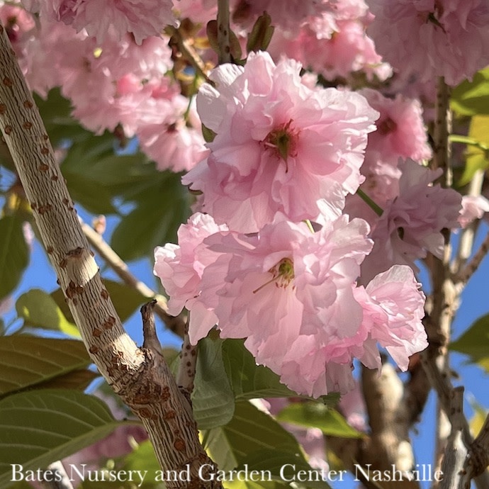 #15 Prunus ser Kwanzan/ Double Pink Flowering Cherry