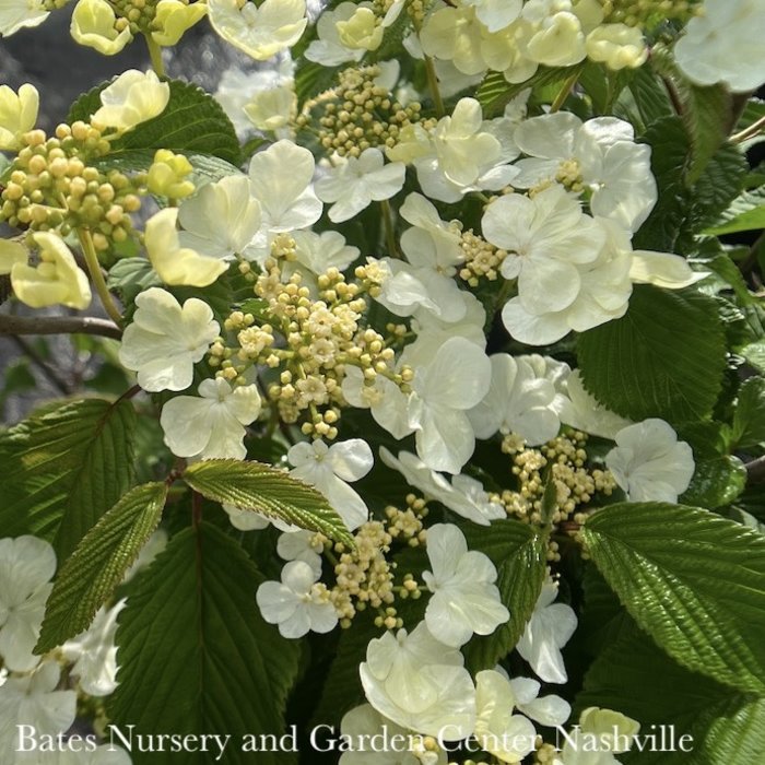 Topiary #5 PT Viburnum plicatum/ Japanese Snowball Patio Tree