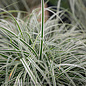 #1 Grass Carex osh EverColor Everest/Sedge Variegated