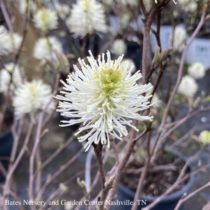 #3 Fothergilla x Mt. Airy/ Witch Alder