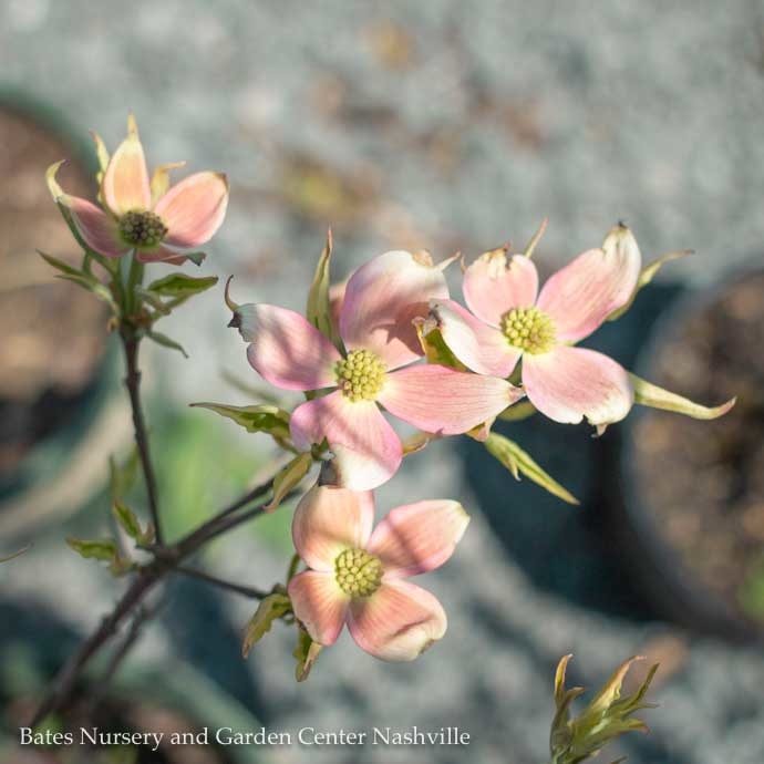 #7 Cornus florida x kousa Stellar Pink/Hybrid Dogwood Pink