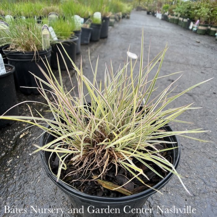 #1 Grass Schizachyrium scop Chameleon/Little Bluestem Native (TN)