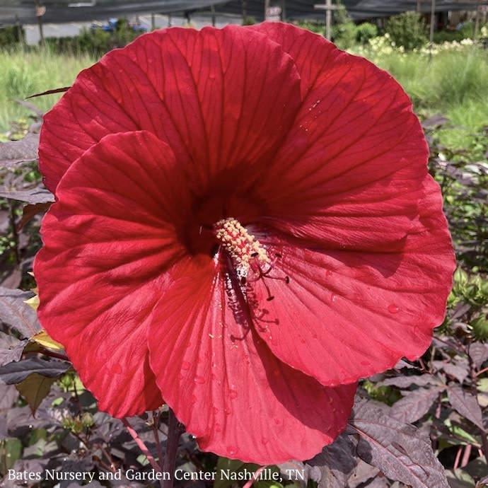 #3 Hibiscus Midnight Marvel/Hardy Deep Scarlet Red