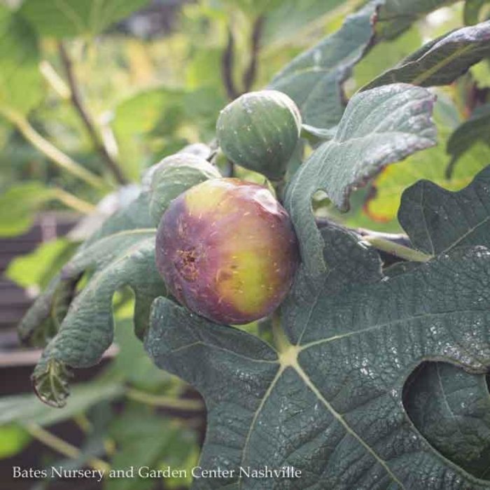 Edible #3 Ficus Chicago Hardy/Fig - No Warranty