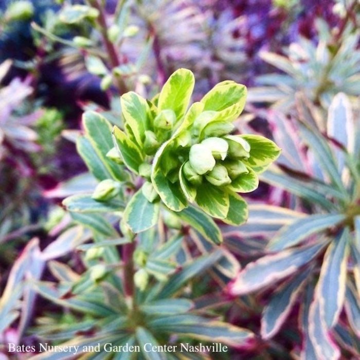 #1 Euphorbia x martinii Ascot Rainbow/ Spurge