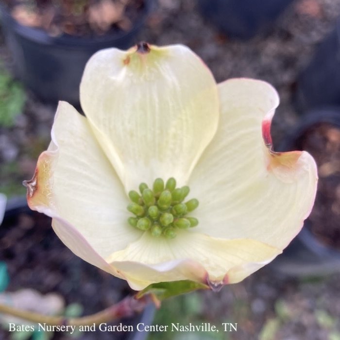 #5 Cornus florida SUPER Princess/ Flowering White Dogwood Native (TN)