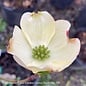 #5 Cornus florida Super Princess/White Flowering Dogwood
