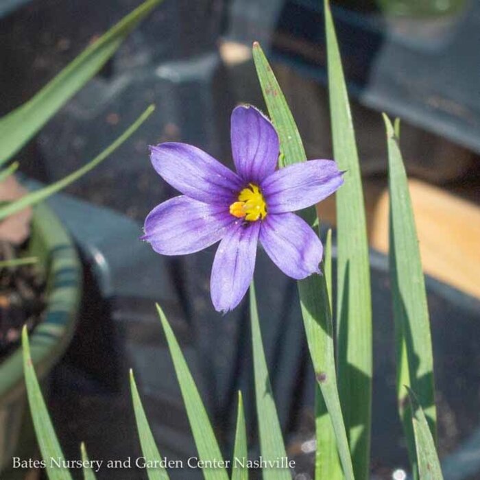 #1 Sisyrinchium ang Lucerne/ Blue-Eyed Grass Native (TN)