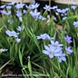 QP Sisyrinchium ang Lucerne/ Blue-Eyed Grass Native (TN)
