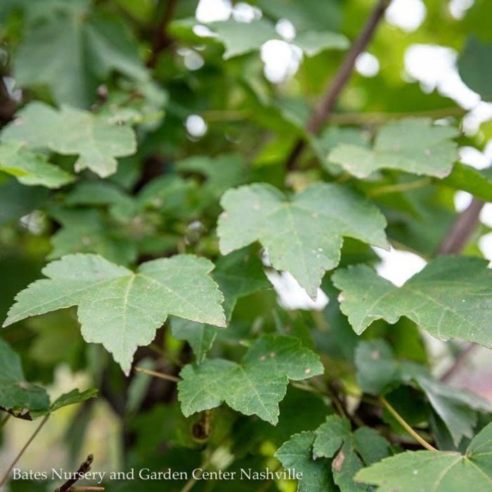 #7 Acer rub Brandywine/ Red Maple Native (TN)