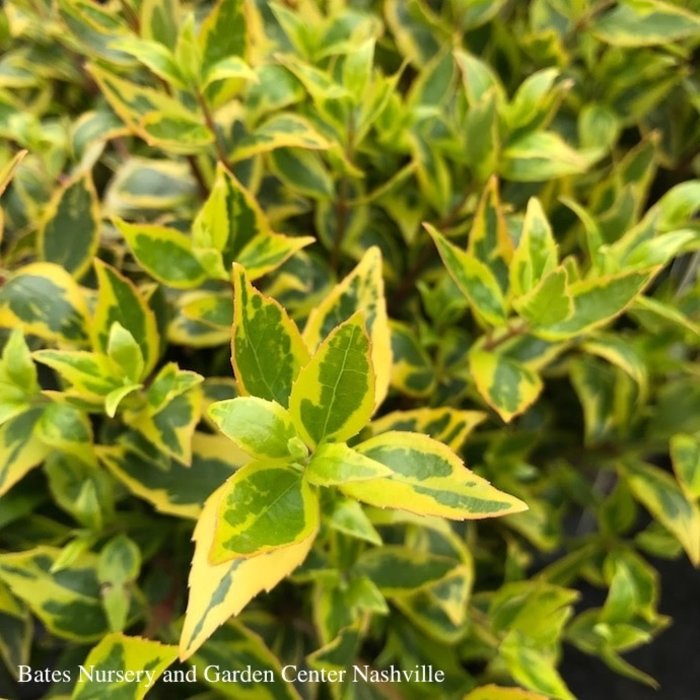 #2 Abelia x grand Sunshine Daydream/ Variegated