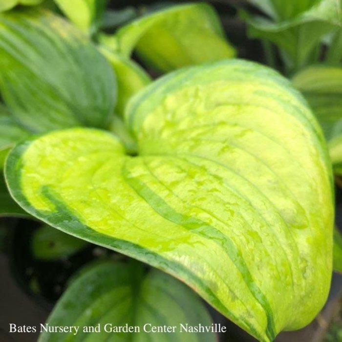 #1 Hosta Guacamole/ Green and Chartreuse