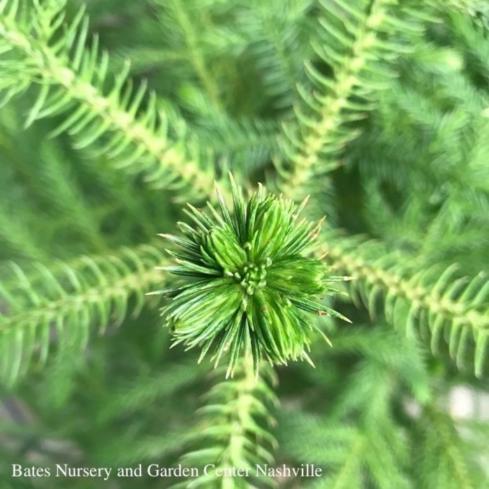 4p! Araucaria /Norfolk Island Pine /Tropical