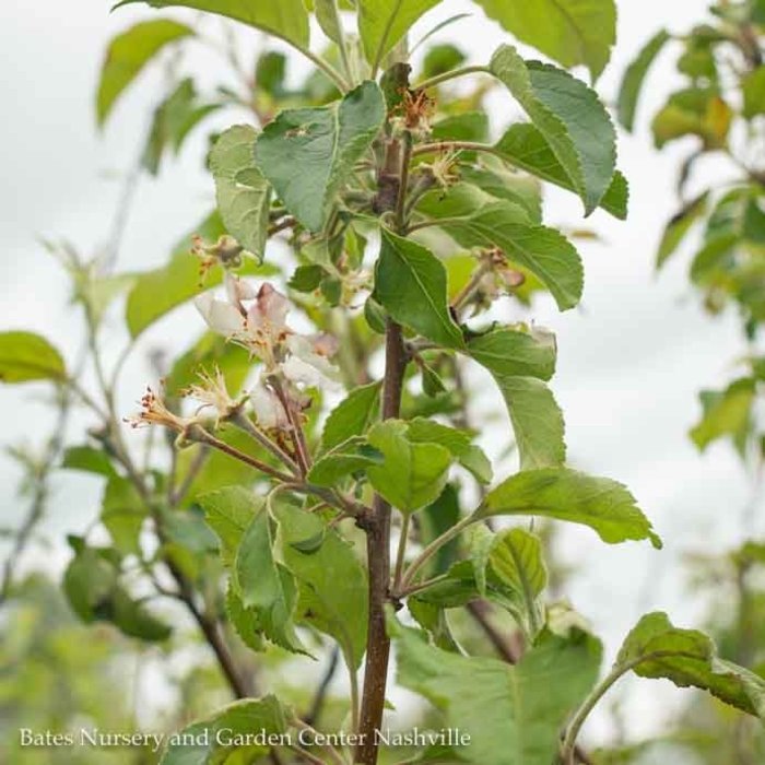 Edible #5 Malus Pink Lady/ MidSeason Apple