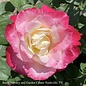Topiary #5 36" PT Rosa Double Delight/ Red and Cream Hybrid Tea Rose Patio Tree - No Warranty