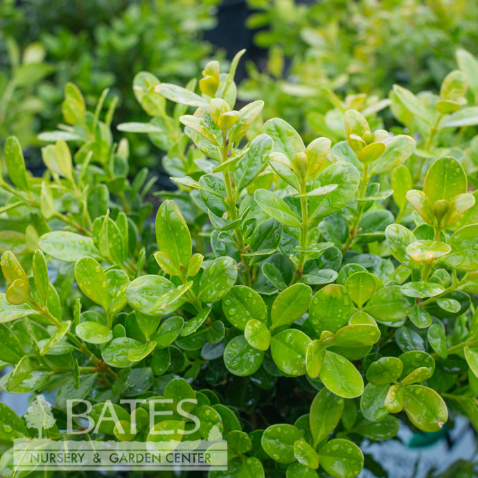 8P Buxus microphylla PW Sprinter/ Compact Boxwood