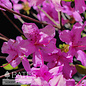 #3 Azalea Girard Karen/Lavender-pink