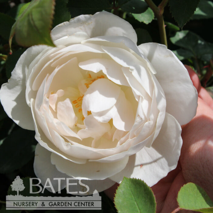 #3 Rosa Desdemona/ White David Austin Shrub Rose - No Warranty