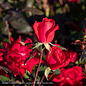 #3 Rosa DOUBLE Knock Out/ Red Shrub Rose - No Warranty