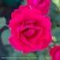 #3 Rosa Blaze Improved/Climbing Rose Red - No Warranty