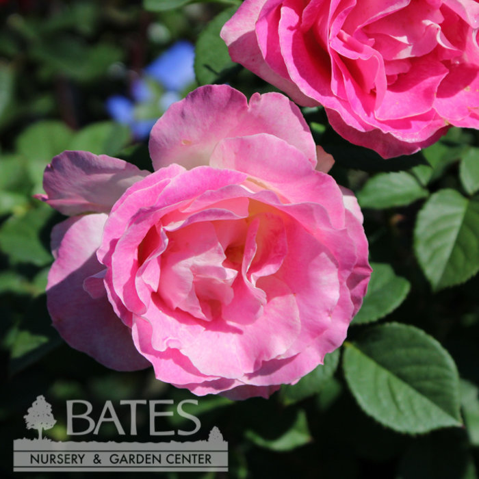 #3 Rosa Painted Porcelain/ Pink, White Hybrid Tea Rose - No Warranty