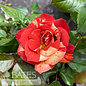 #3 Rosa Tropical Lightning/ Orange Climbing Rose - No Warranty