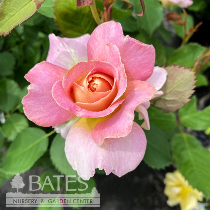 #3 Rosa Fun in the Sun/ Yellow, Pink Grandiflora Rose - No Warranty