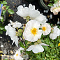 #2 Rosa Nitty Gritty 'White'/ Groundcover Rose - No Warranty