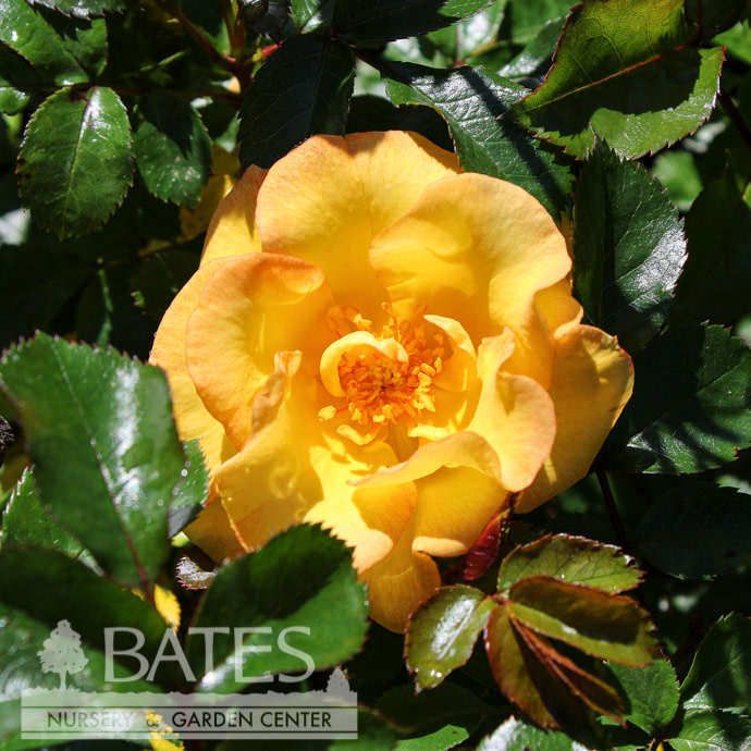 R60-Roses - Shrub #2 Rosa Nitty Gritty Yellow/Shrub Rose - No Warranty