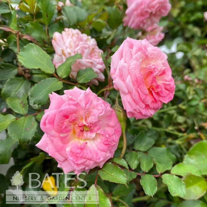 #3 Rosa 'Meiswetdom'/Sweet Drift Shrub Rose - No Warranty