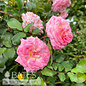 #3 Rosa Sweet Drift/ Groundcover Rose - No Warranty