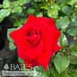 #3 Rosa Drop Dead Red/ Floribunda Rose - No Warranty