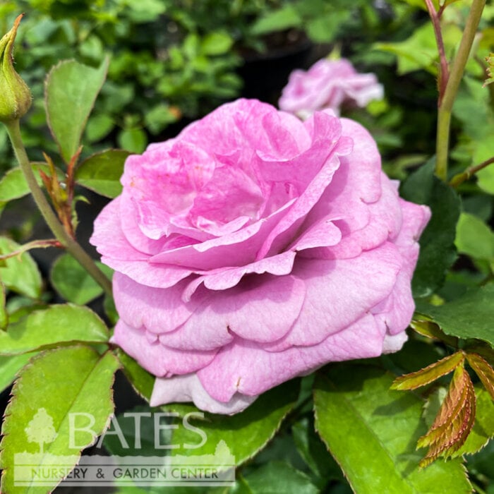 #3 Rosa Violet's Pride/ Lavender Downton Abbey Floribunda Rose - No Warranty