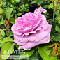 #3 Rosa Violet's Pride/ Lavender Downton Abbey Floribunda Rose - No Warranty
