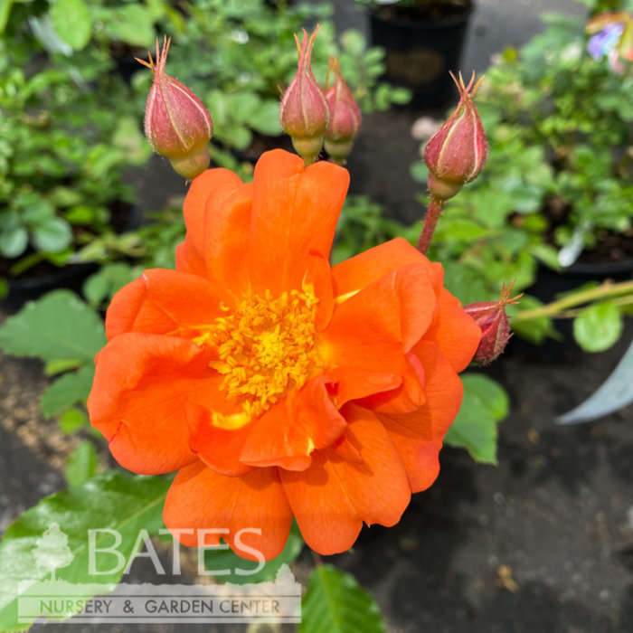 #3 Rosa Above All/ Orange Climbing Rose - No Warranty