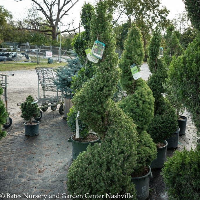 Topiary Spiral #5 Picea glauca Conica/Dwarf Alberta Spruce - No Warranty