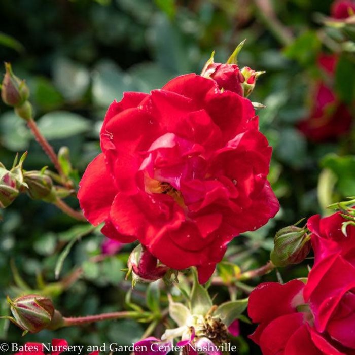 Topiary #7PT Rosa 'Meigalpio'/Red Drift Shrub Rose Patio Tree - No Warranty
