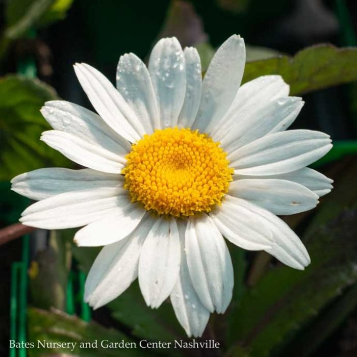 QP Leucanthemum x superbum 'Snowcap'/Shasta Daisy