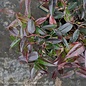 #1 Leucothoe fontanesiana Scarletta/Drooping Native (TN)