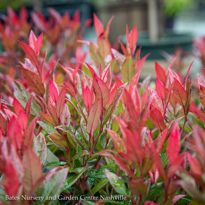  1 Leucothoe Leafscapes Little Flames Compact Bates Nursery Garden 