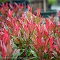 #1 Leucothoe fontanesiana Leafscapes 'Little Flames'/ Compact Native (TN)