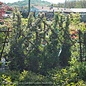 Topiary #5 ESP Pyracantha aug Yukon Belle/ Firethorn Diamond Espalier