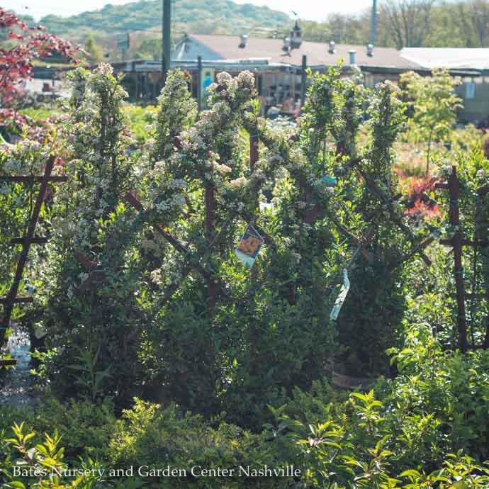 Topiary #5 ESP Pyracantha aug Yukon Belle/ Firethorn Diamond Espalier