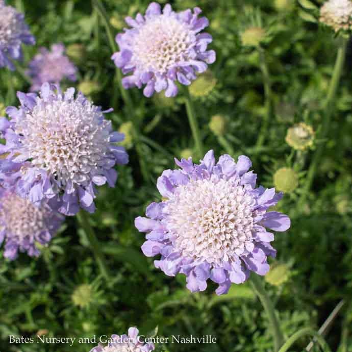 #1 Scabiosa col Butterfly Blue/Pincushion