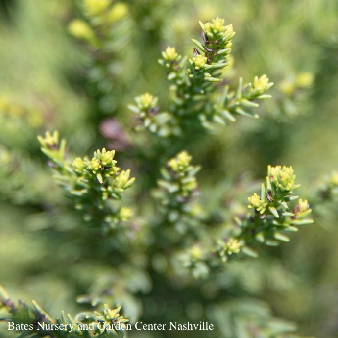 #7 Cryptomeria japonica Radicans/ Japanese False Cedar