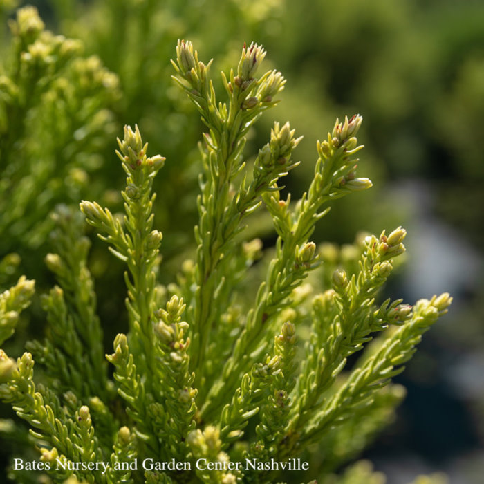 Japanese False Cedar (Cryptomeria) Shrubs Bates Nursery and Garden