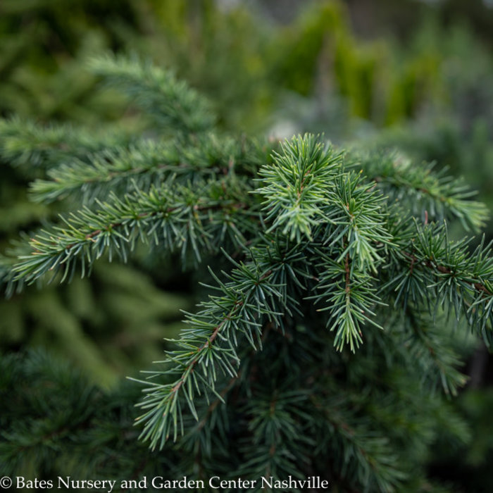 Topiary #5PT Cedrus deodara Devinely Blue/Deodar Cedar Patio Tree