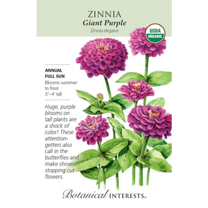 Seed Zinnia Giant Purple Organic - Zinnia elegans