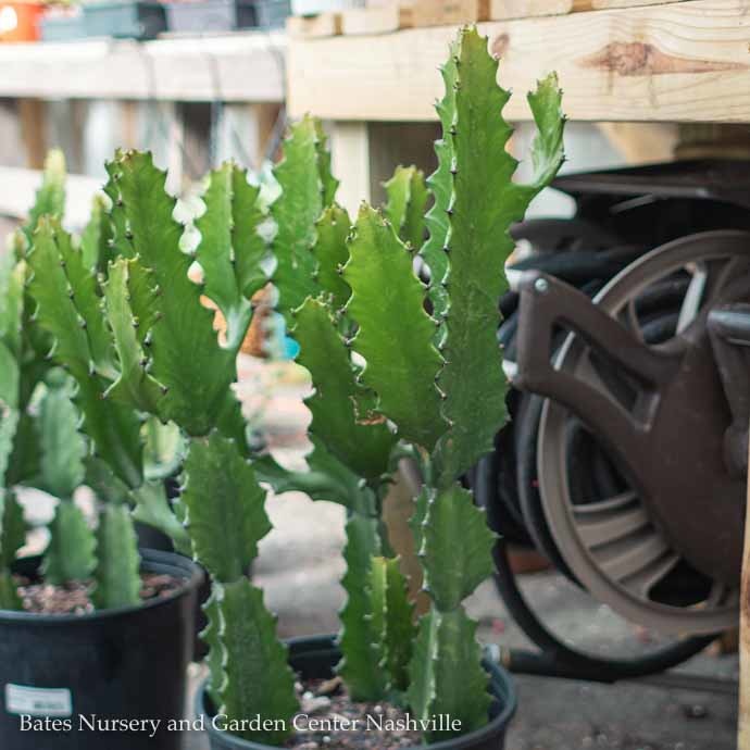 15g/17p! Euphorbia Ingens  / Cactus /Tropical